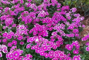 園丁花卉節 花樣過年，我們一起‘沾花惹草’